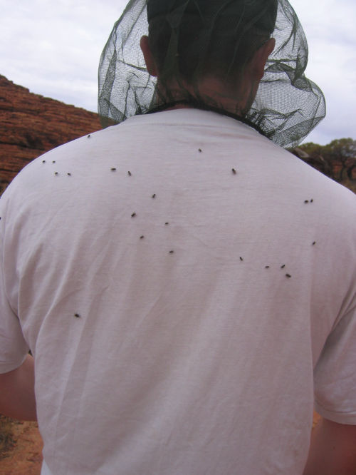 flies-in-the-outback